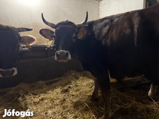 Kárpáti Borzderes Papíros Tehén Eladó
