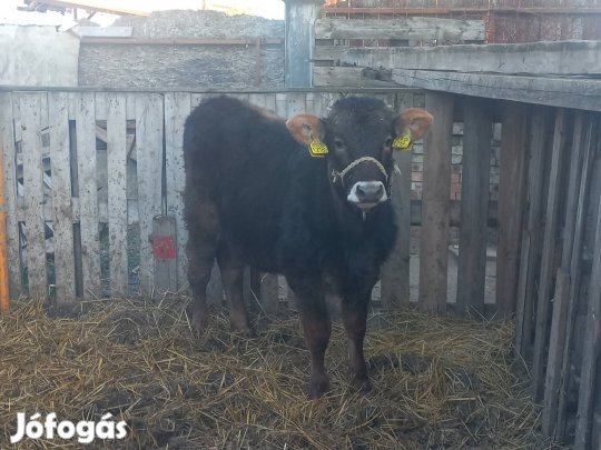 Kárpáti borzderes üsző