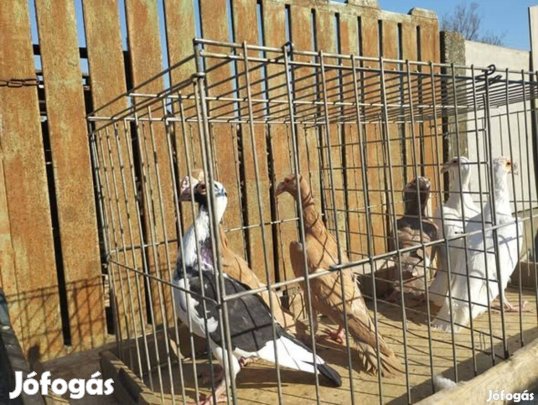 Karrierek eladók három pár