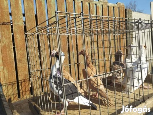 Karrierek eladók három pár