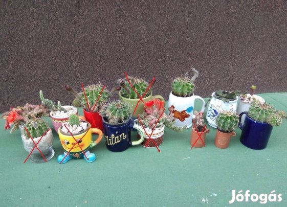 Kaspókban Díszbögrékben talicskában üvegben Virágzó kaktuszok