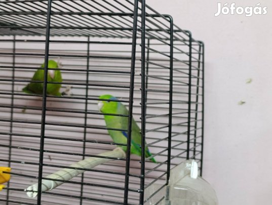 Katalin papagáj költő pár