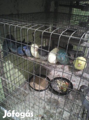 Katalin papagájok eladók