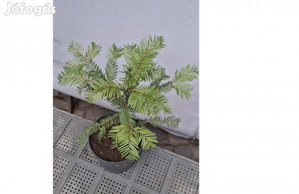 Kaukázusi Jegenyefenyö, Abies normanniana