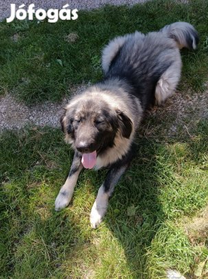 Kaukázusi fajtatiszta jellegű kutya ingyen elvihető örökbe fogadható