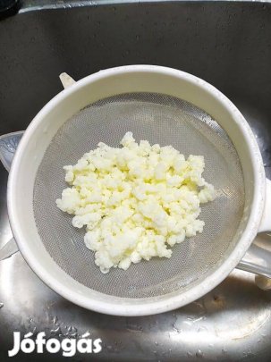 Kaukázusi kefírgomba