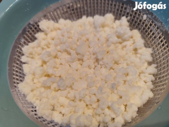 Kaukázusi kefirgomba