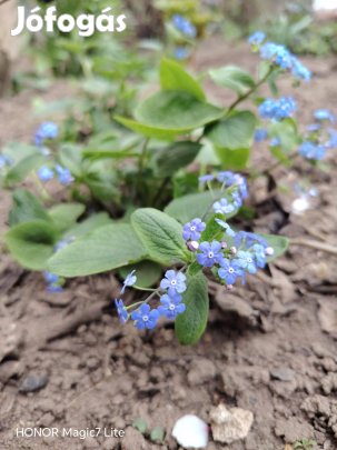 Kaukázusi kék nefelejcs