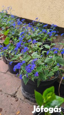 Kaukázusi nefelejcs (Brunnera macrophylla)