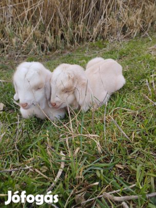 Kecske, gyűrűzött bak, gödölye