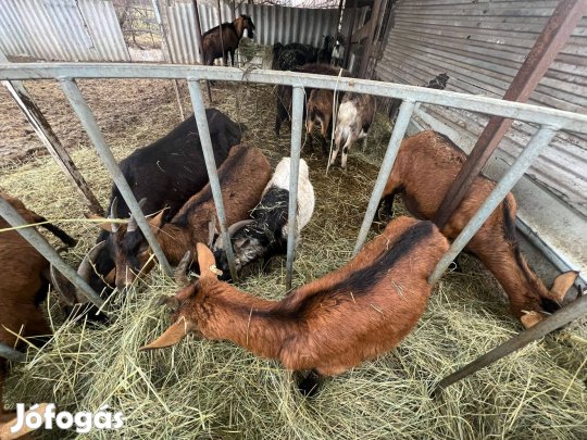 Kecske anyák 10db. máshol legelne. ENAR reg. támogatás felvehető