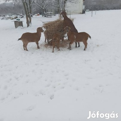Kecske anyák eladók!