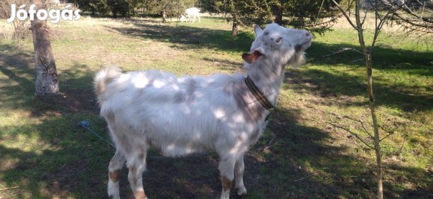 Kecske bak eladó