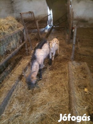 Kecske család eladó