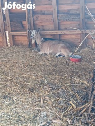 Kecske család eladó 