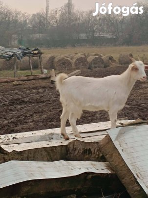 Kecske csrélhető ponira potolom is