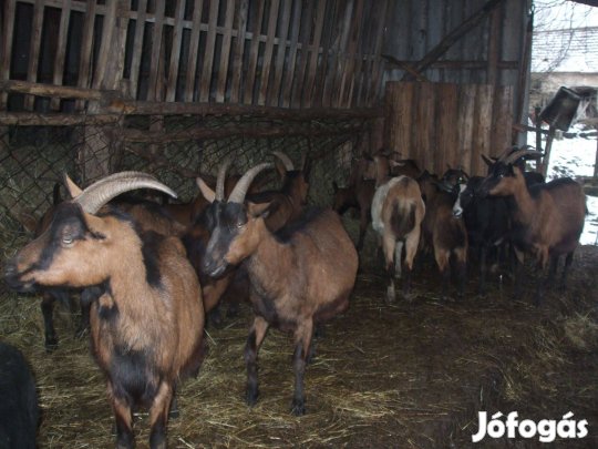 Kecske eladó