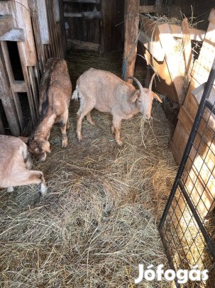 Kecske eladó