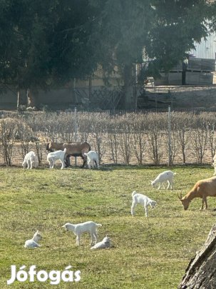 Kecske eladó Nyúlon