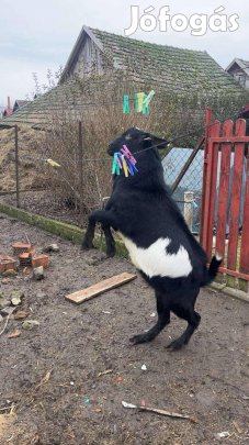 Kecske eladó!
