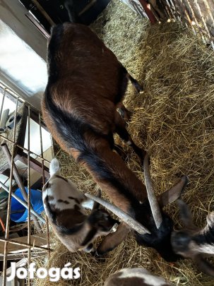 Kecske eladó 