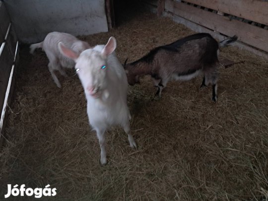 Kecske eladó 
