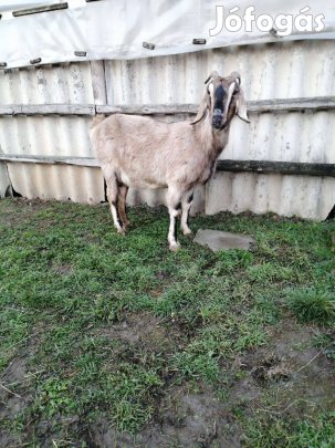 Kecske eladó!