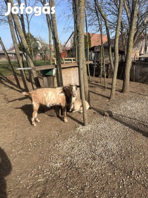 Kecske eladó 