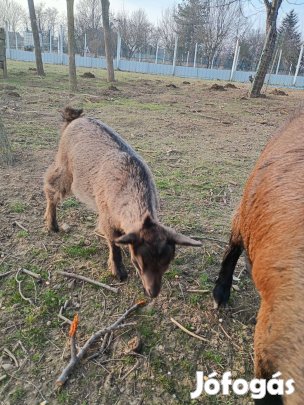 Kecske gida törpekecske