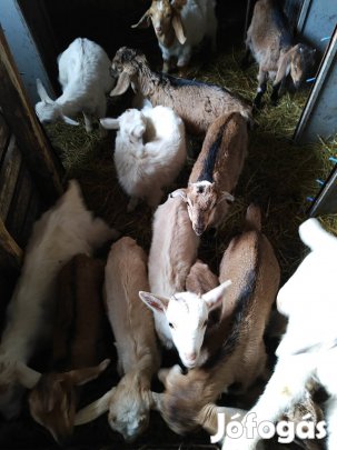 Kecske gidák eladók