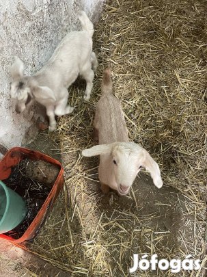 Kecske gidák eladók