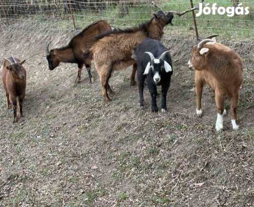 Kecske jó áron eladó 5db együtt