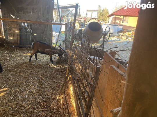 Kecske kecskék kis kecskék anyakecskék