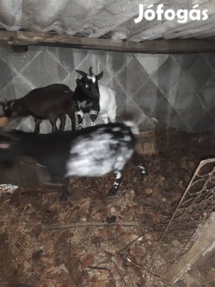 Kecske költözne máshova