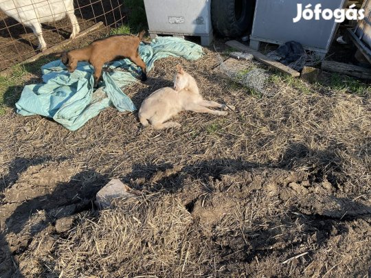 Kecske lányok gödölyék bakok eladók