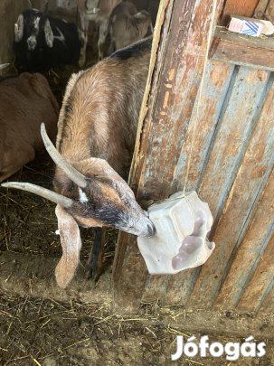 Kecske nyáj eladó