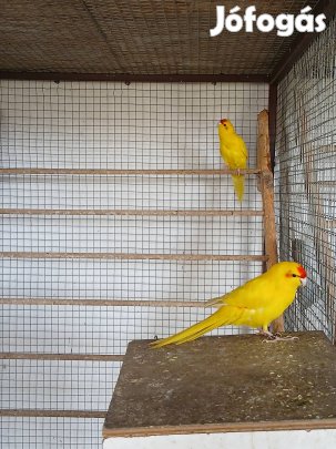 Kecske papagáj pár