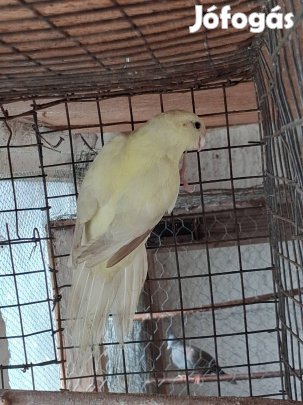 Kecske papagáj tojó