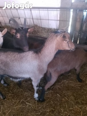 Kecske vágó kecske ürü