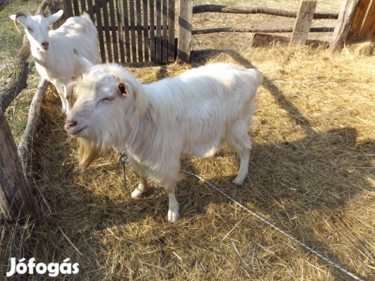 Kecskebak eladó tenyészbak