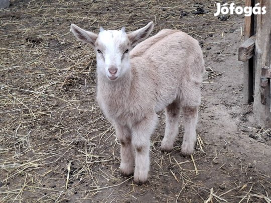 Kecskegida eladó