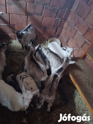 Kecskegidák (vegyes ivarú)