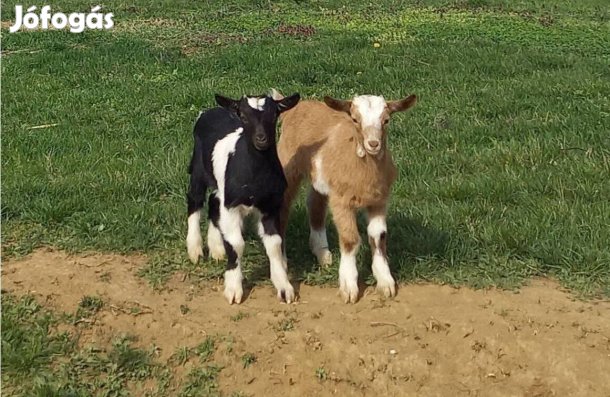 Kecskegidák eladók