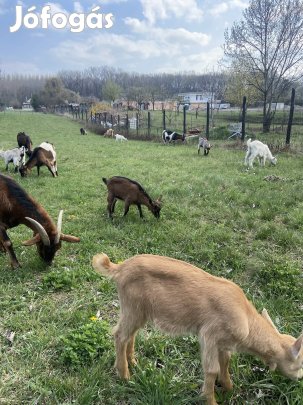 Kecskegidák eladók