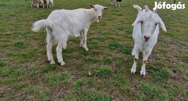 Kecskék, Gödölyék, 1 éves növendék kecskék