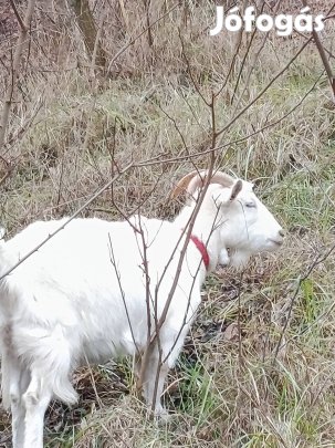 Kecskék (anyák,jerkék )