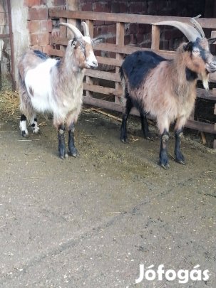 Kecskék eladó!