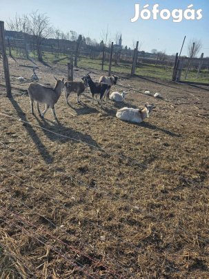 Kecskék eladóak