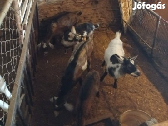 Kecskék eladok
