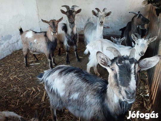 Kecskék eladók